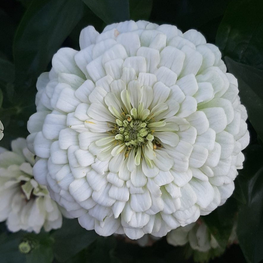 Zinnia Benary's Giant White Flower | X 30 Seeds