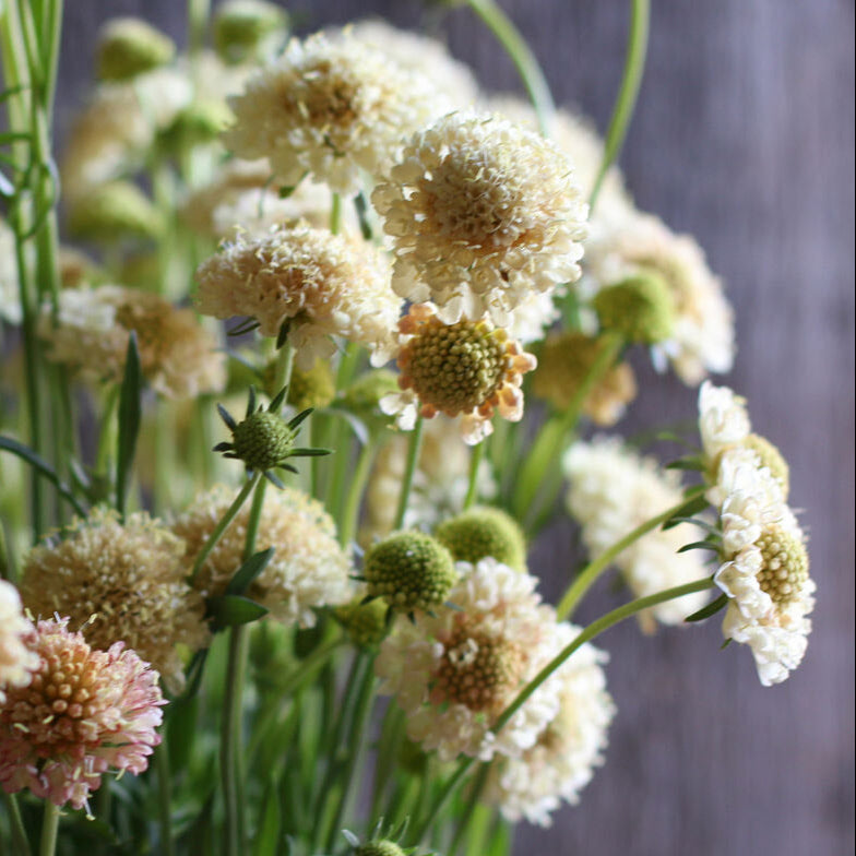 Scabiosa Fata Morgana Pincushion Flower | X 40 Seeds