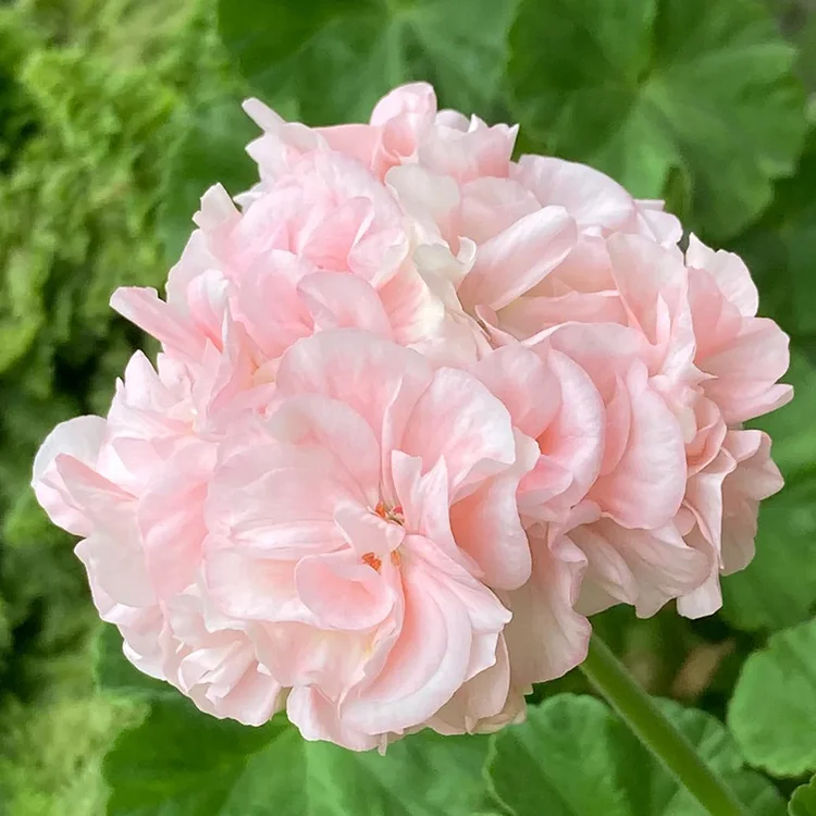 Double-Petaled Geranium🌺Flower Seeds