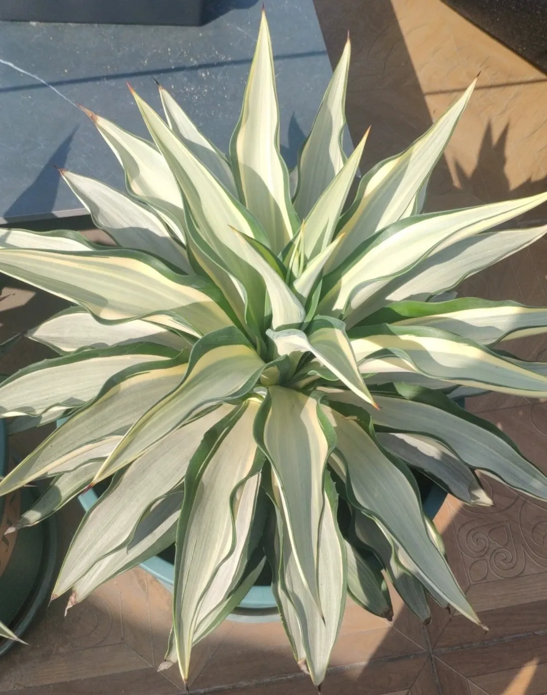 plant Aeonium Echeveria Haworthia  Caudex  Lithops Cactus  Agave 