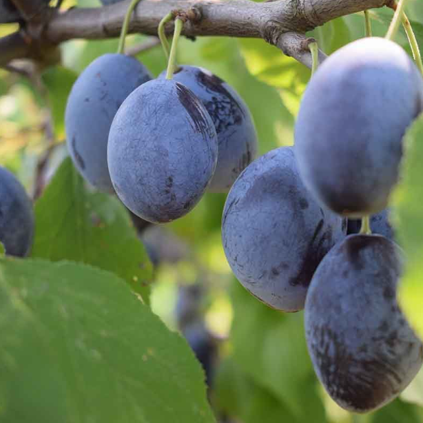 Pot Prune Seeds