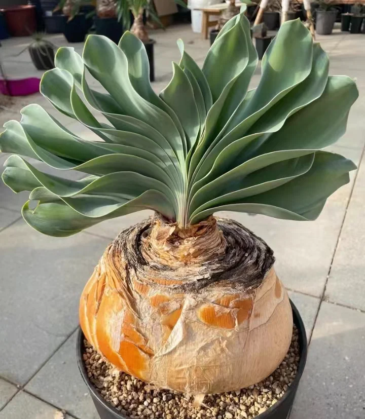 plant Aeonium Echeveria Haworthia  Caudex  Lithops Cactus  Agave 