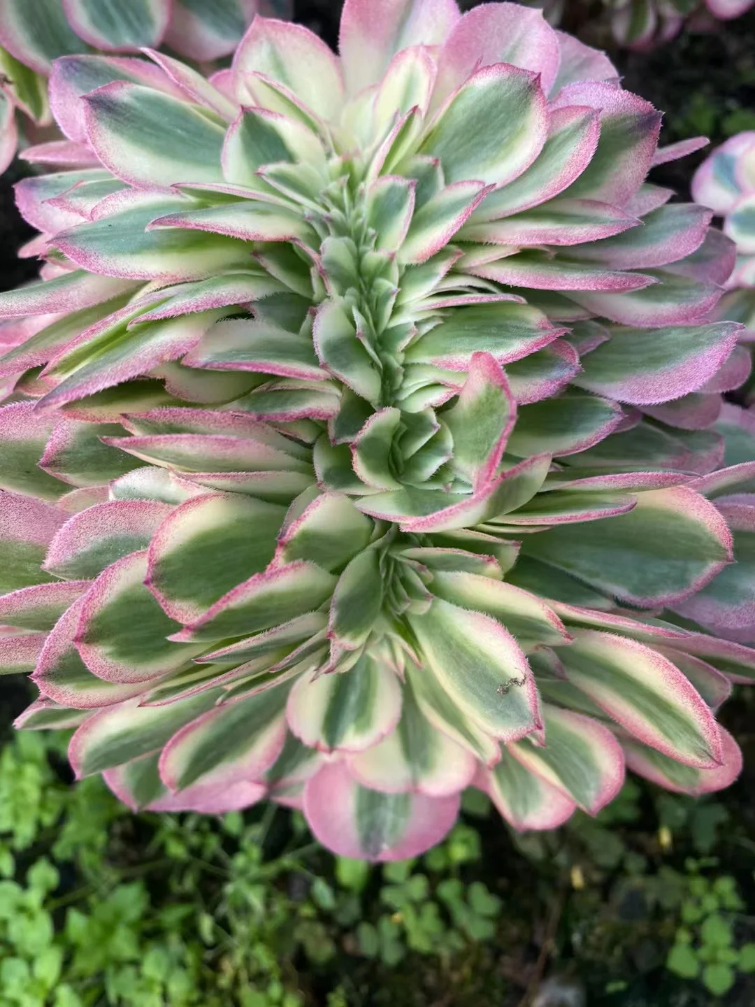 plant Aeonium Echeveria Haworthia  Caudex  Lithops Cactus  Agave 