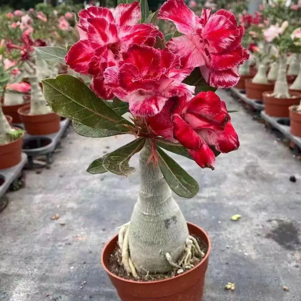 plant Aeonium Echeveria Haworthia  Caudex  Lithops Cactus  Agave 