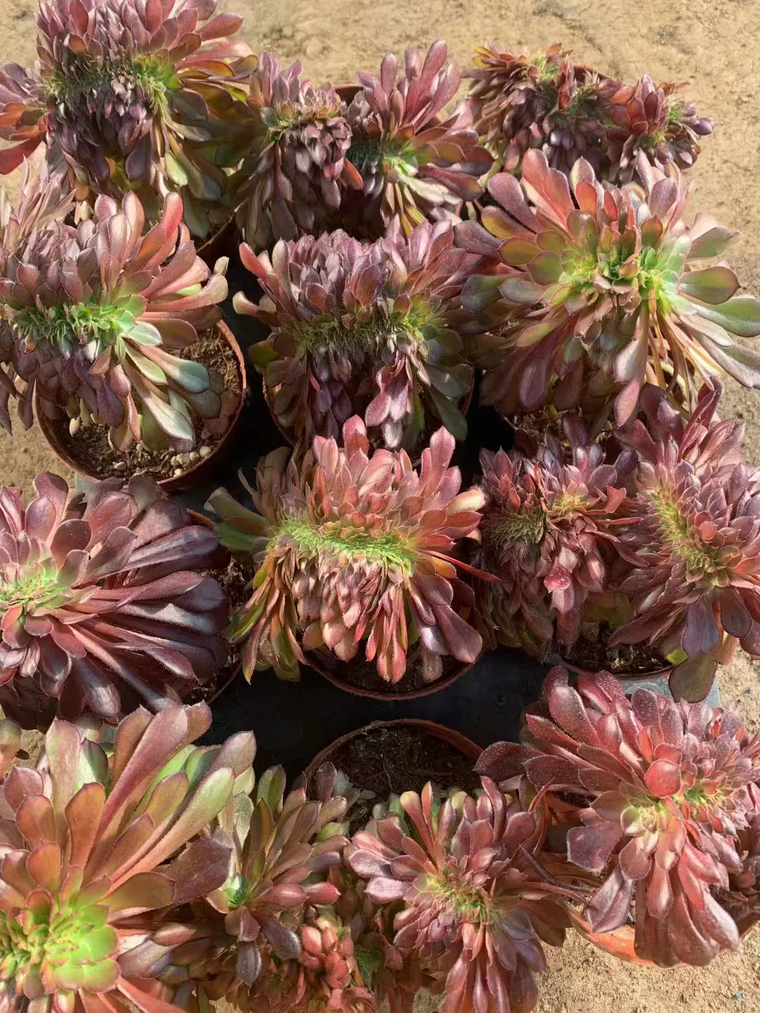 plant Aeonium Echeveria Haworthia  Caudex  Lithops Cactus  Agave 