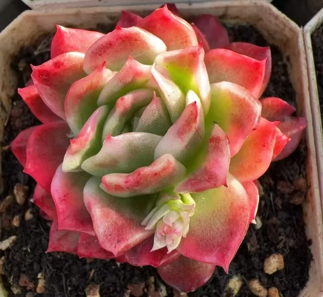 plant Aeonium Echeveria Haworthia  Caudex  Lithops Cactus  Agave 