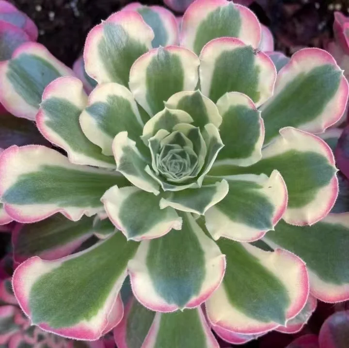 plant Aeonium Echeveria Haworthia  Caudex  Lithops Cactus  Agave 