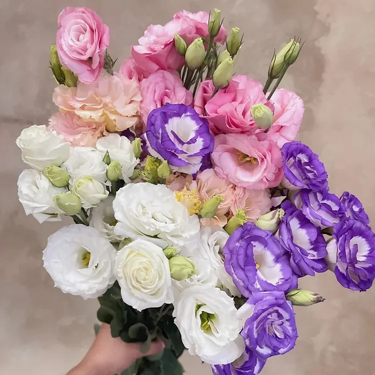 🌺Premium Lisianthus Seeds- Sincere Love