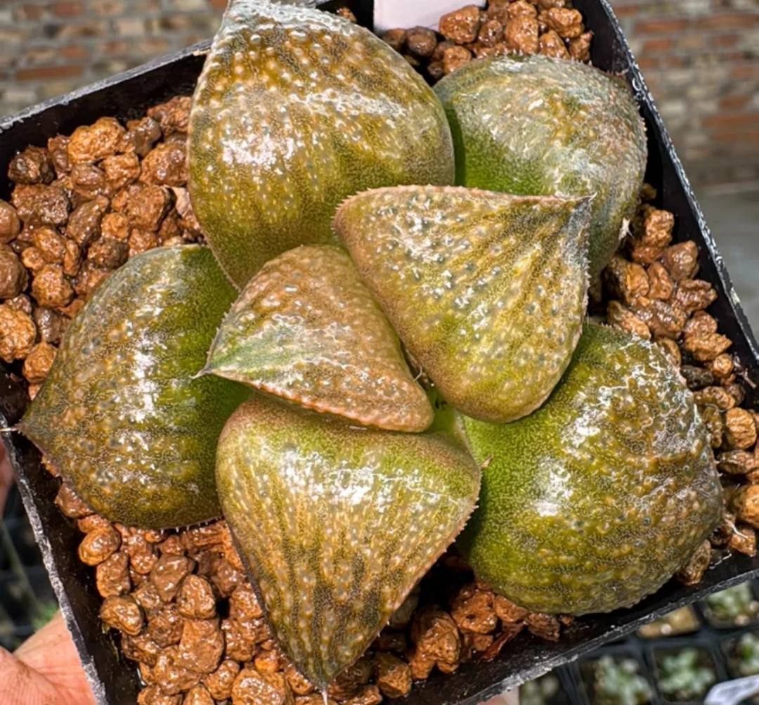 plant Aeonium Echeveria Haworthia  Caudex  Lithops Cactus  Agave 