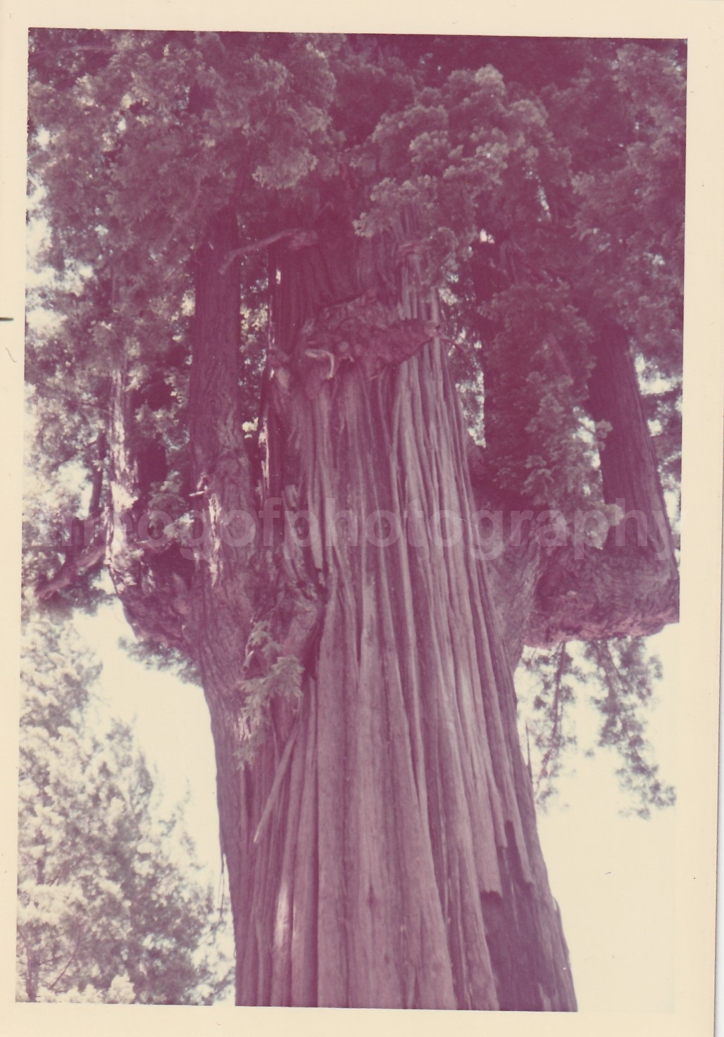 TREE Vintage FOUND Photo Poster painting Original COLOR SnapshotM 81 25