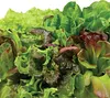 Heirloom Salad Vegetables Greens Mix Seed Pod Kit