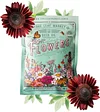 Sunflower Chocolate Cherry Seeds 1 Oz 1700 Seeds Gardening Seeds