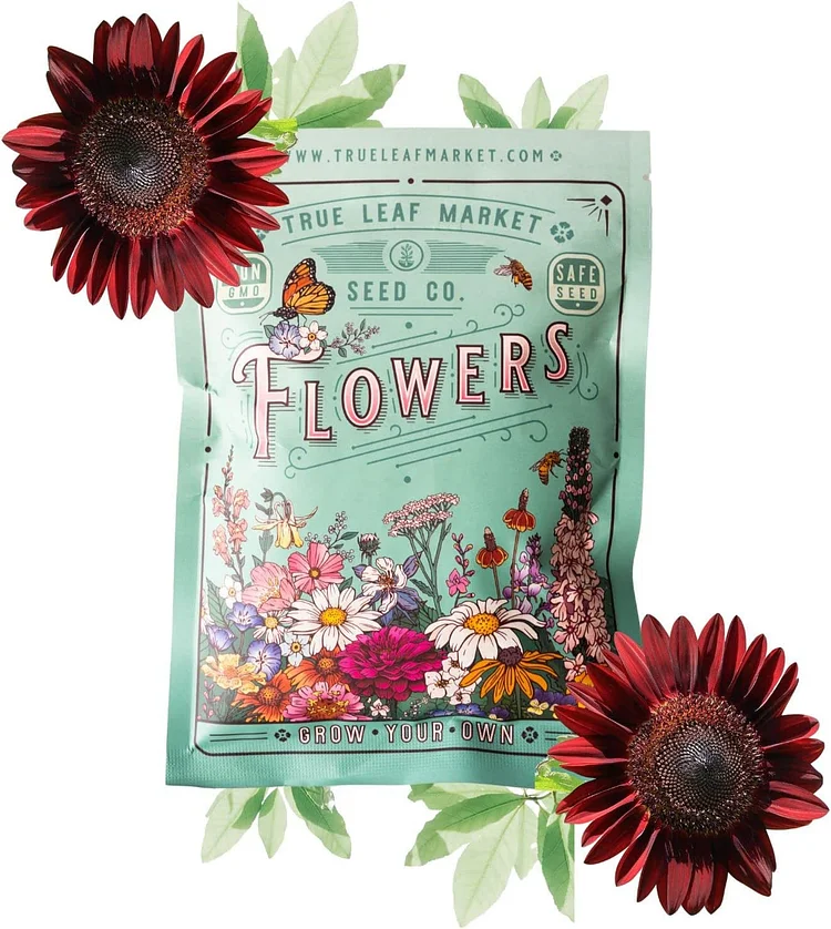 Sunflower Chocolate Cherry Seeds 1 Oz 1700 Seeds Gardening Seeds
