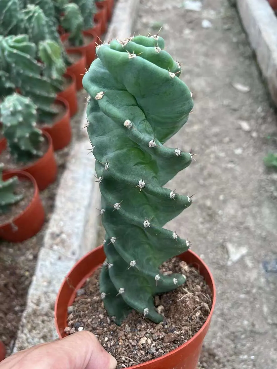 plant Aeonium Echeveria Haworthia  Caudex  Lithops Cactus  Agave 