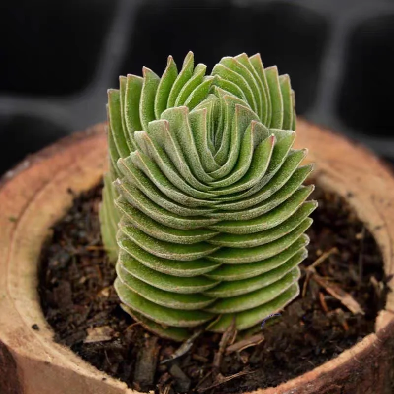 plant Aeonium Echeveria Haworthia  Caudex  Lithops Cactus  Agave 