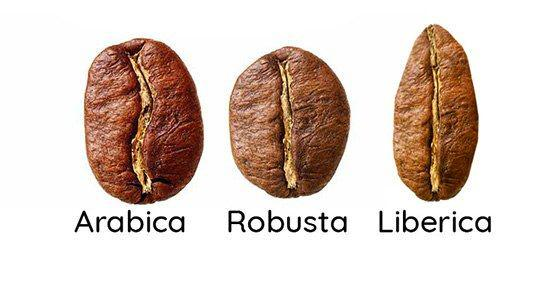 Types of coffee beans You NEVER knew about - Liberica, Robusta