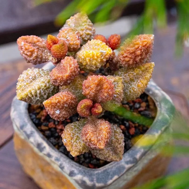 plant Aeonium Echeveria Haworthia  Caudex  Lithops Cactus  Agave 