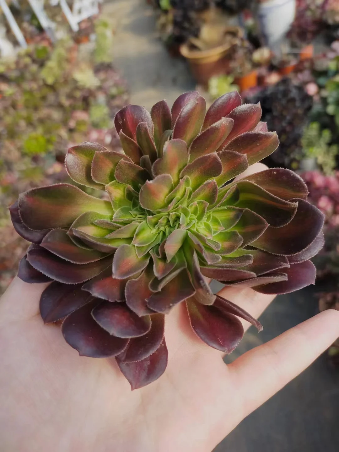 plant Aeonium Echeveria Haworthia  Caudex  Lithops Cactus  Agave 