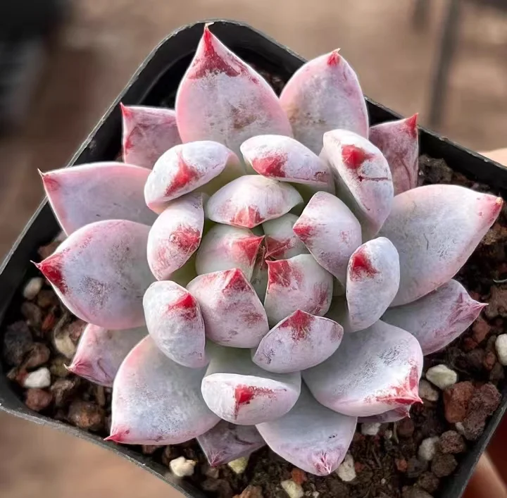 705 .   Echeveria colorata f.tapalpa   single head 5-6cm / Echeveria / Succulent plants / Garden landscape / Carefully select healthy plants