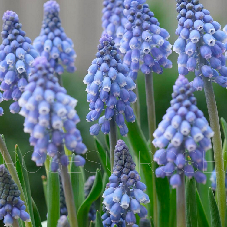 Grape Hyacinths