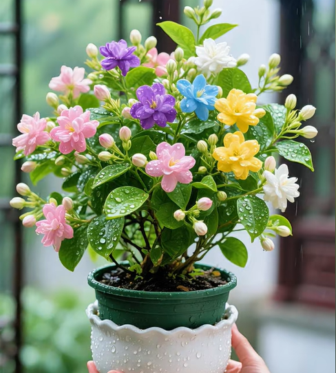 Five-Color Jasmine Seeds