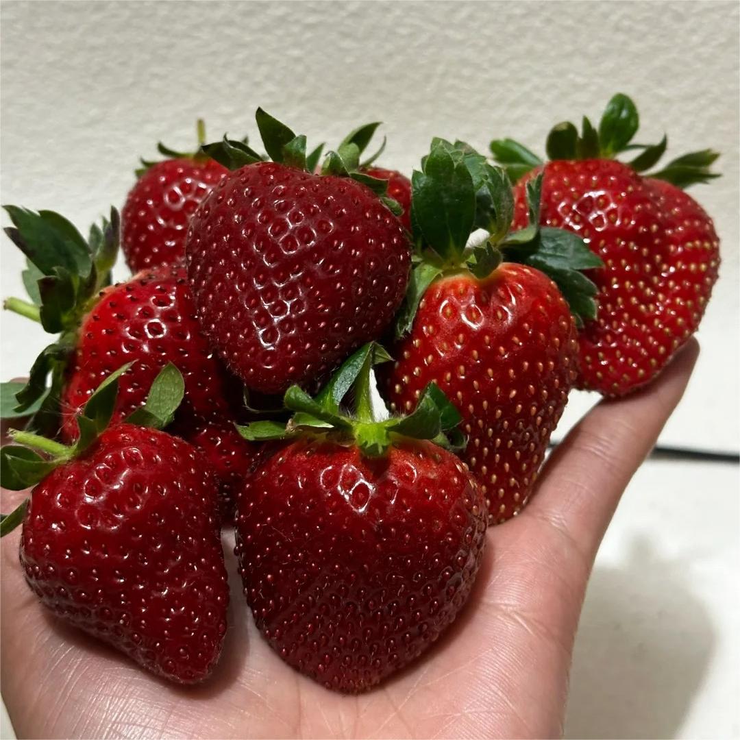 All-season Strawberry Seeds