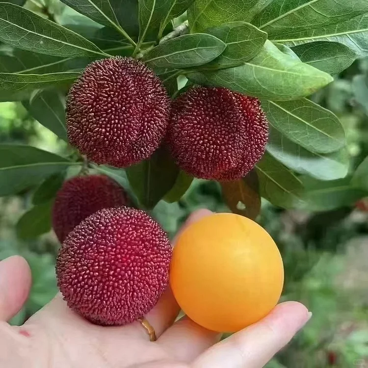 🌿 Giant Bayberry &mdash; Ping-Pong Size &  Strawberry-Cherry Flavor🍓