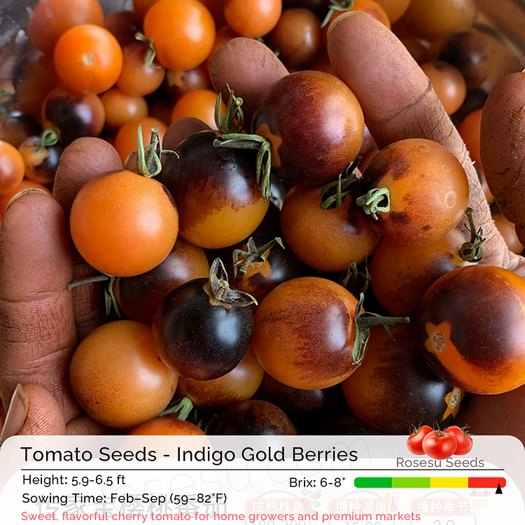 Cherry Tomato Seeds - Indigo Gold Berries