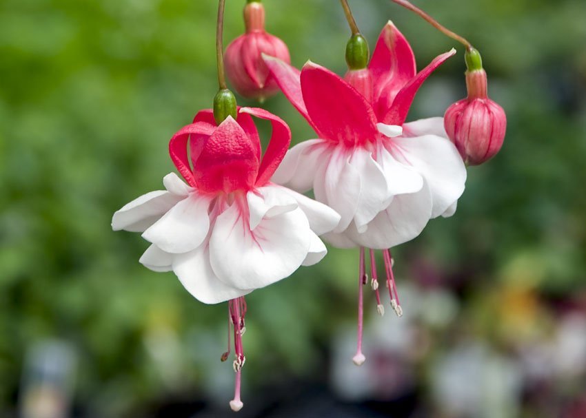 How To Care For Fuchsias HGTV. 40% OFF | alterecoplus.fr