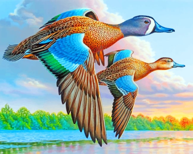 

Blue Winged Teal – Paint By Numbers - 40*50CM, 501 Original