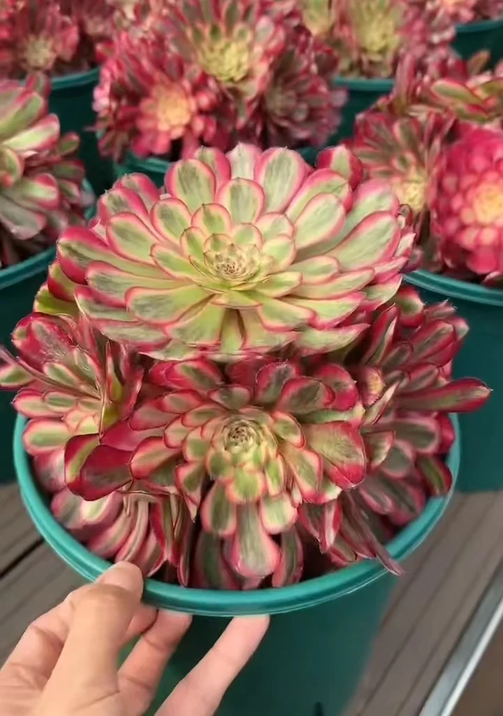 plant Aeonium Echeveria Haworthia  Caudex  Lithops Cactus  Agave 