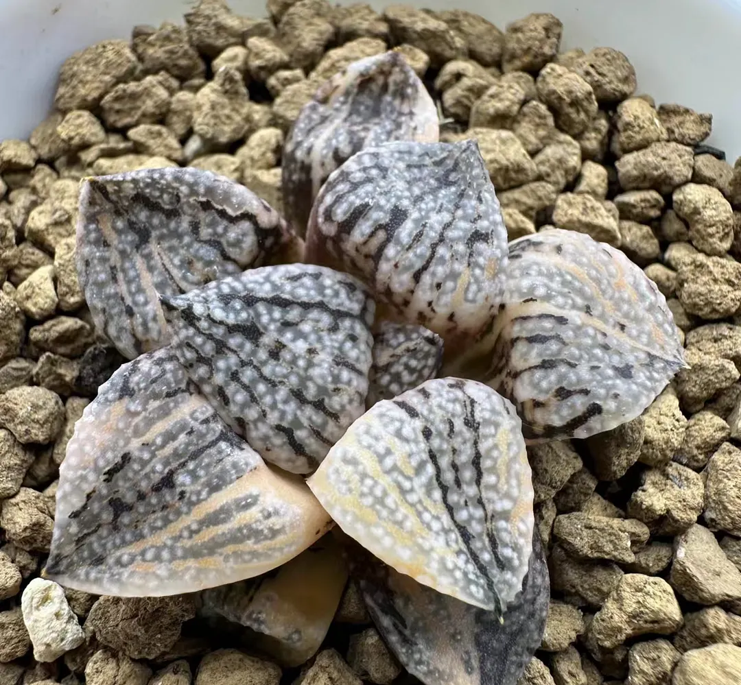 plant Aeonium Echeveria Haworthia  Caudex  Lithops Cactus  Agave 