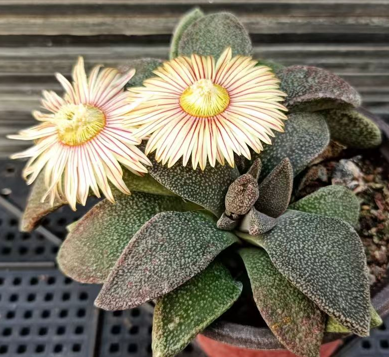 plant Aeonium Echeveria Haworthia  Caudex  Lithops Cactus  Agave 