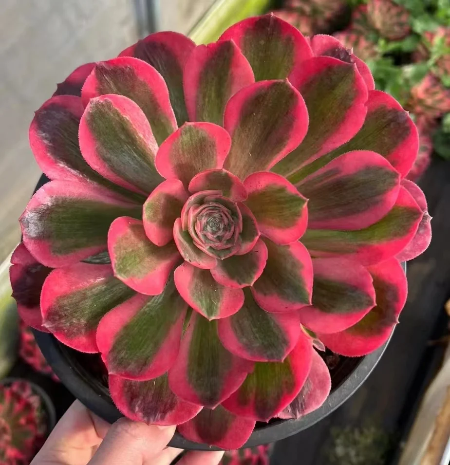 1009.Pink lady cutting/ Aeonium cutting/Aeonium plants/ Succulent plants / Garden landscape / Carefully select healthy plants