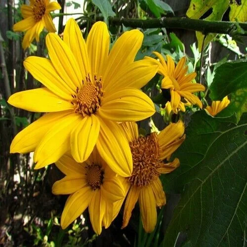 Mexikanische Sonnenblumenkerne – gelbe Samen (Tithonia Speciosa Yellow Torch)