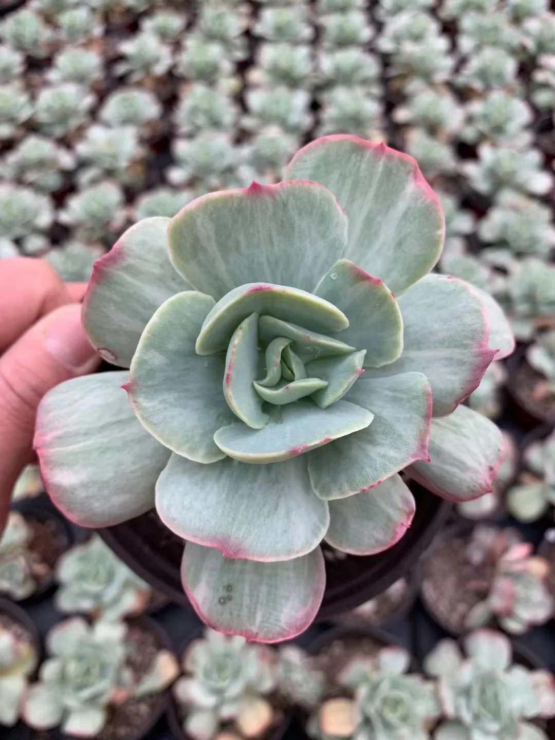 plant Aeonium Echeveria Haworthia  Caudex  Lithops Cactus  Agave 