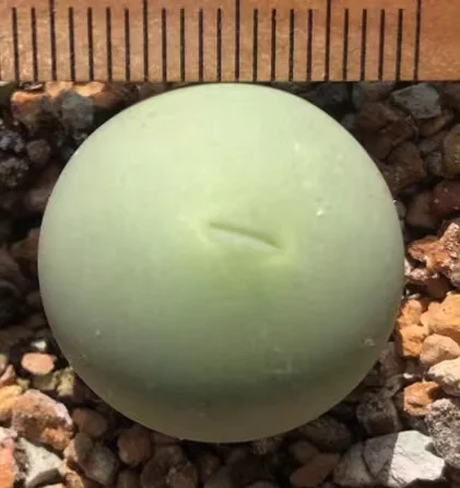 plant Aeonium Echeveria Haworthia  Caudex  Lithops Cactus  Agave 