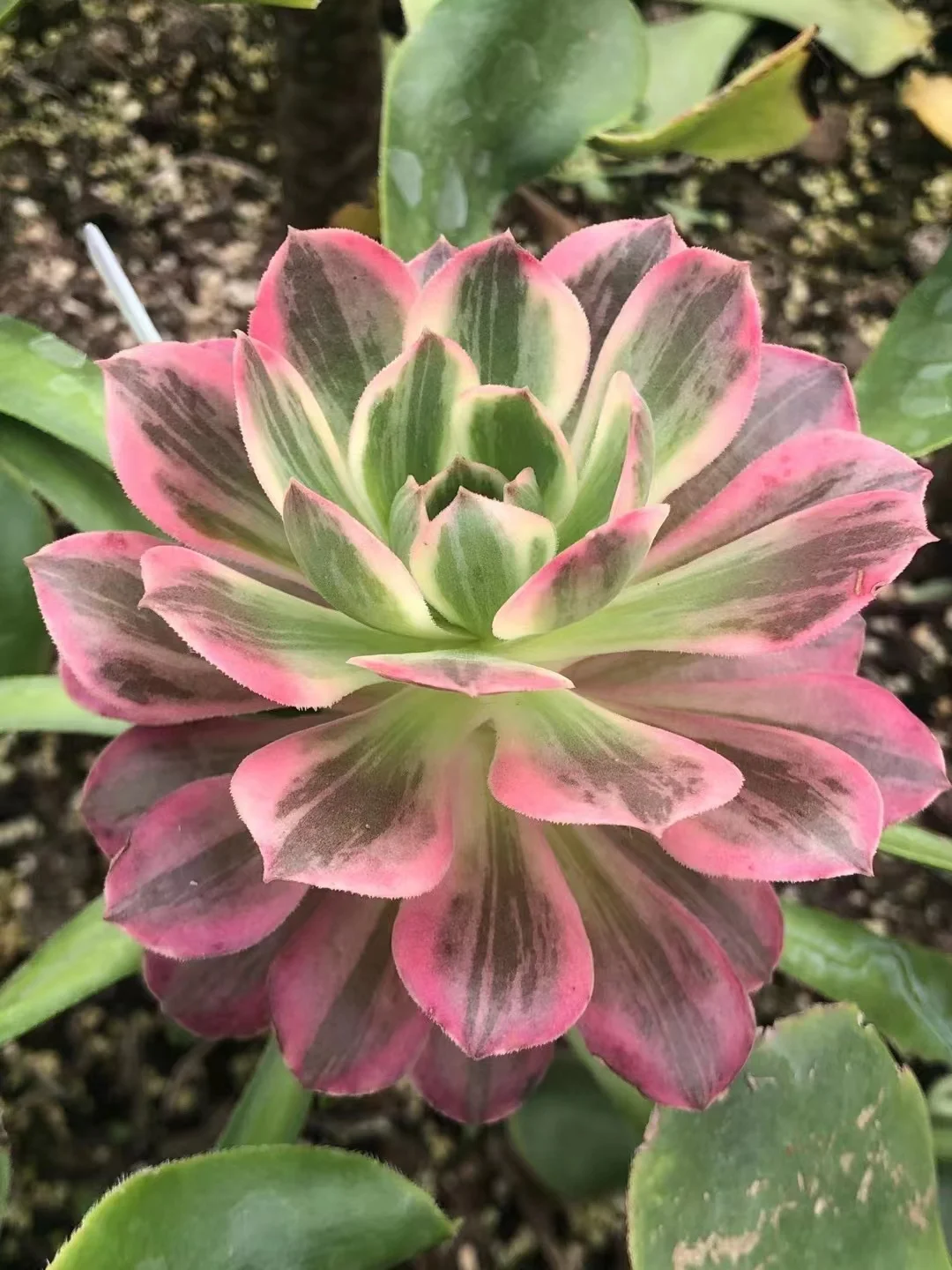 plant Aeonium Echeveria Haworthia  Caudex  Lithops Cactus  Agave 