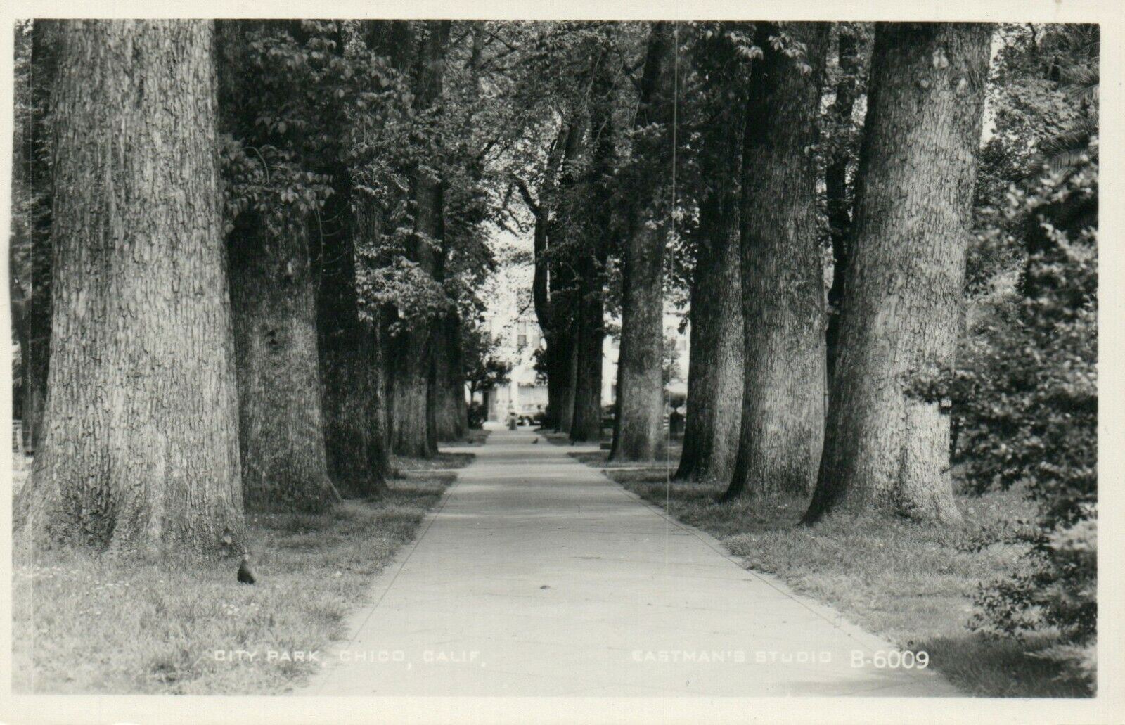 1959 State Park Chico California Eastman's Studio Real Photo Poster painting RPPC Postcard