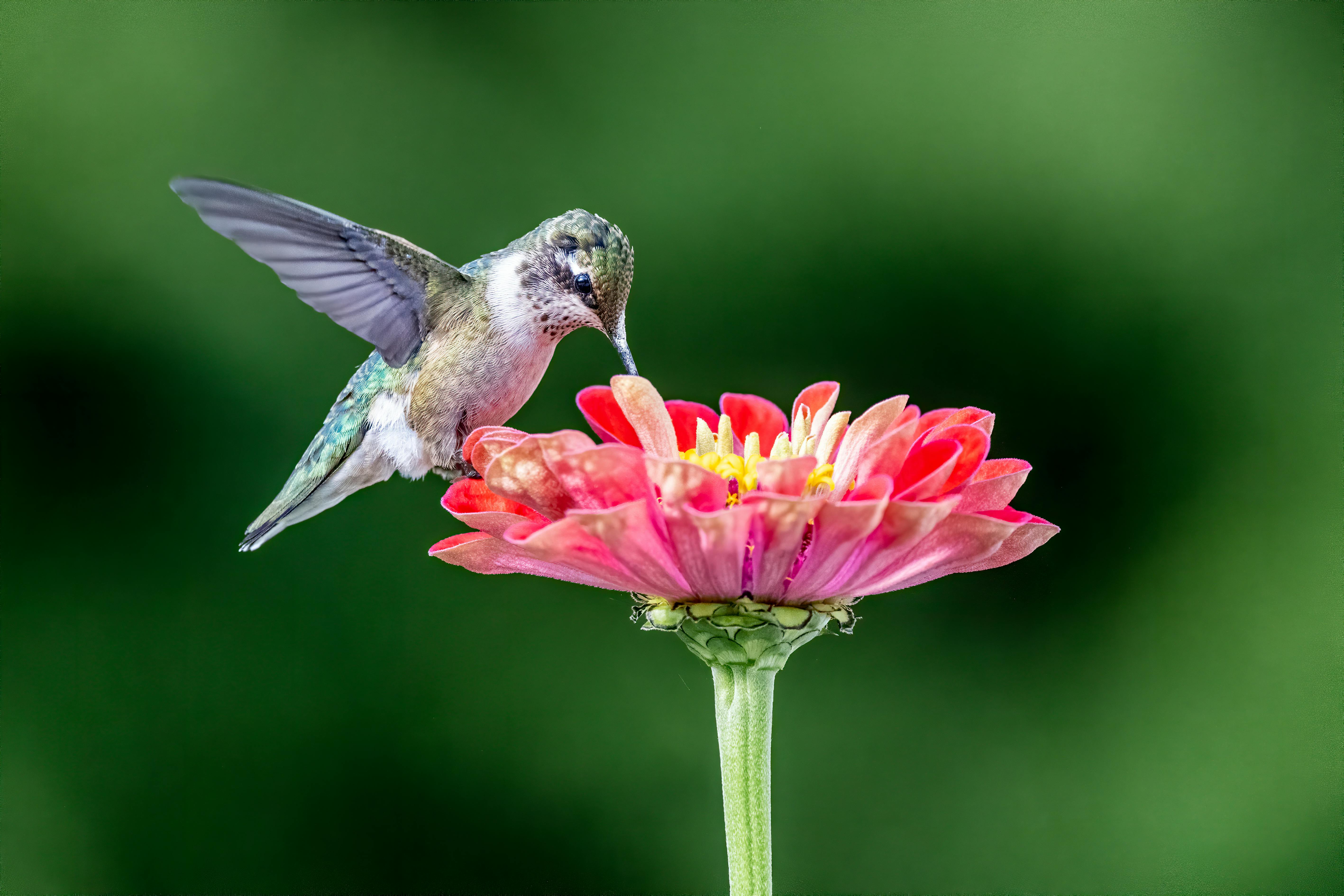 Seasonal Changes in Hummingbird Food: Nurturing These Aerial Jewels Year-Round