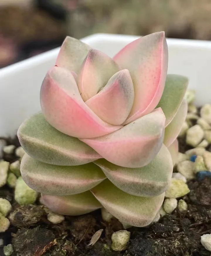 plant Aeonium Echeveria Haworthia  Caudex  Lithops Cactus  Agave 