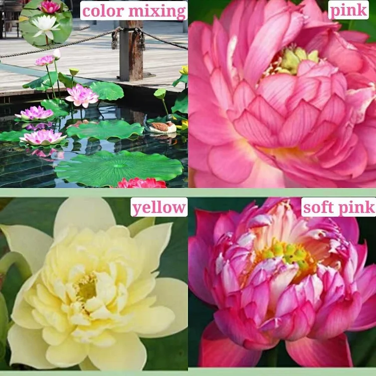THE PREMIUM BONSAI LOTUS FLOWER SEEDS