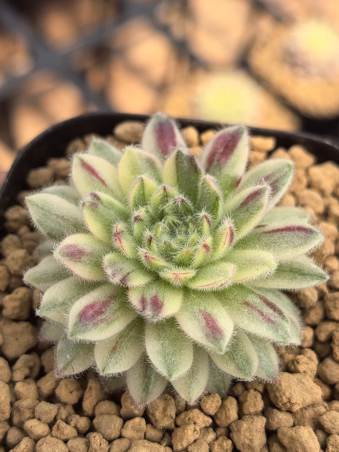 plant Aeonium Echeveria Haworthia  Caudex  Lithops Cactus  Agave 