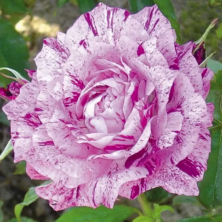 Fuchsienweiße Rosen Samen: Ein Hauch von Eleganz und Reinheit! 🌸