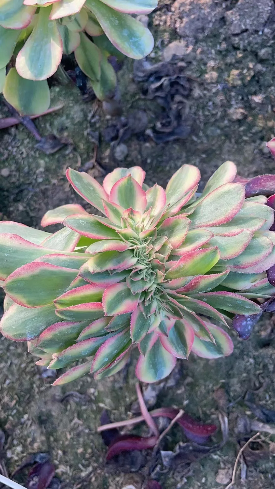 plant Aeonium Echeveria Haworthia  Caudex  Lithops Cactus  Agave 