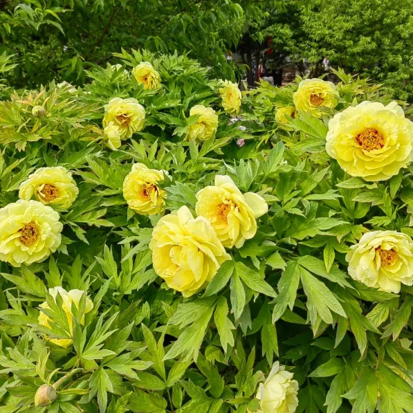 Green Peony Seeds – Symbol of luck and wealth