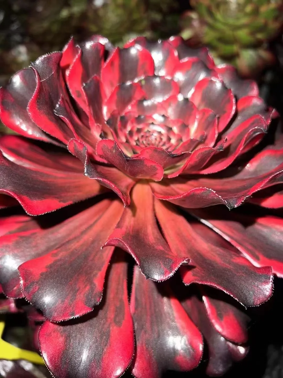 plant Aeonium Echeveria Haworthia  Caudex  Lithops Cactus  Agave 