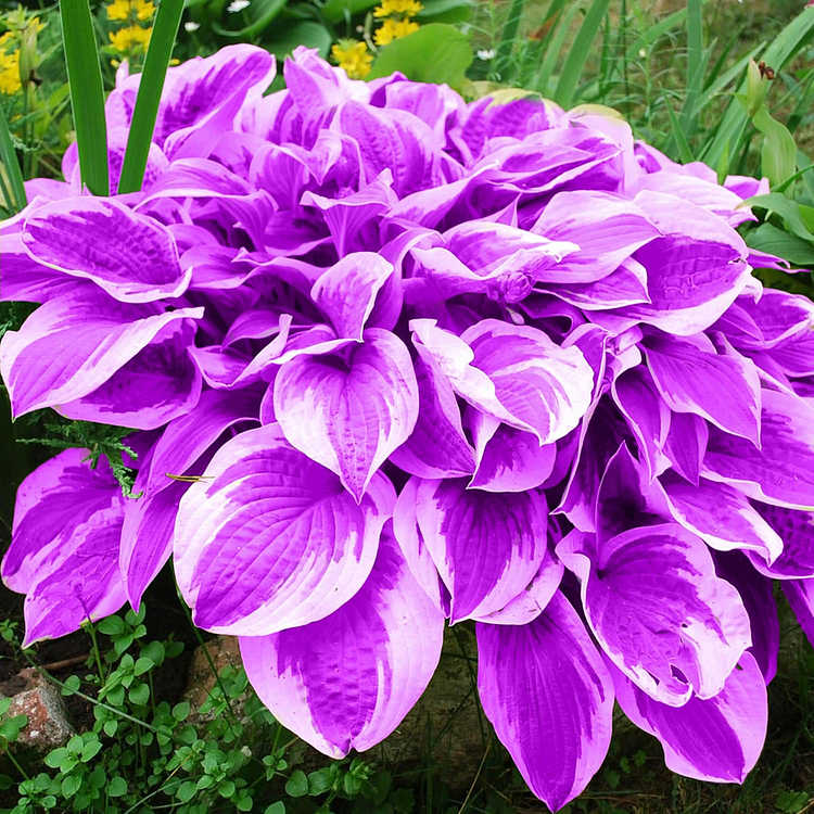 Mix Color Hosta Seeds