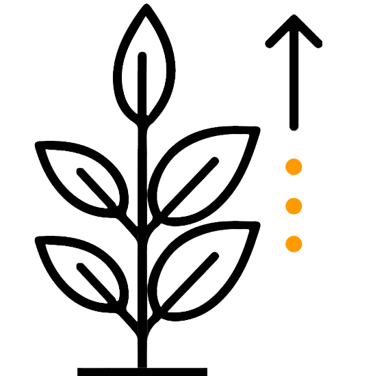 Plant Height