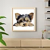 Yorkshire Terrier-11CT Stamped Cross Stitch 40*40cm/15.75*15.75in tapestrymarket